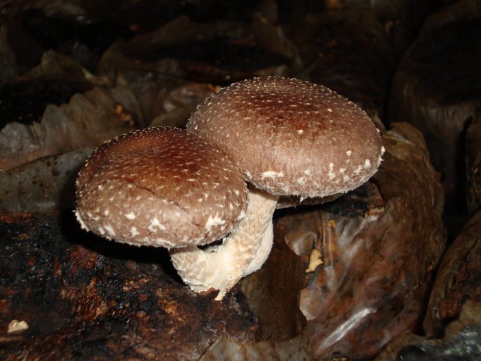 Ядовитые и несъедобные виды гриба шиитаке фото