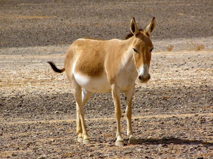 Онагр (Equus hemionus onager) фото