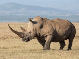 Индийский носорог фото