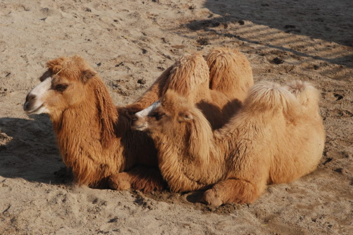 Самец и самка верблюда: основные отличия фото
