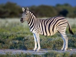 Горная зебра фото