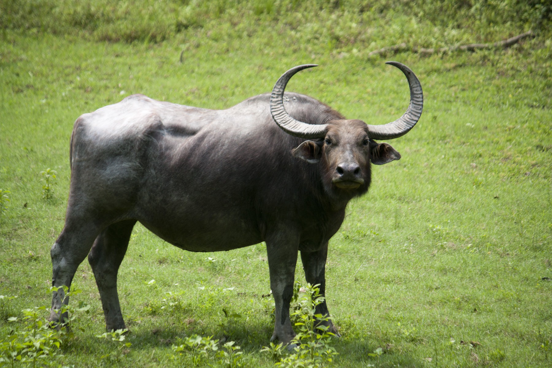 дикий индийский буйвол фото 