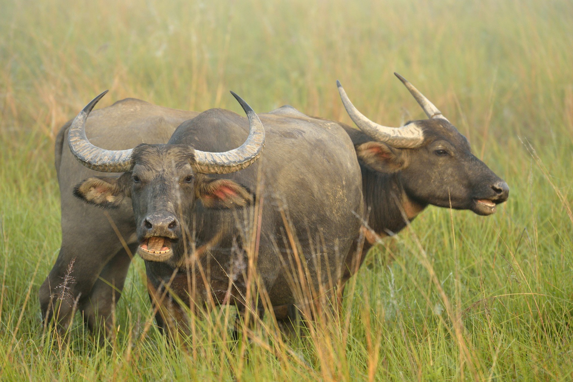 группа индийского буйвола фото 