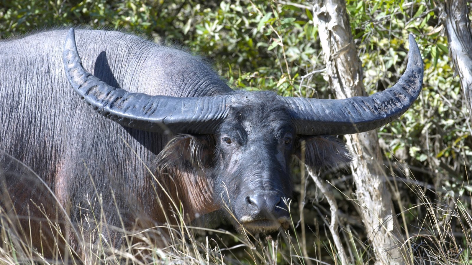 азиатский индийский буйвол фото 