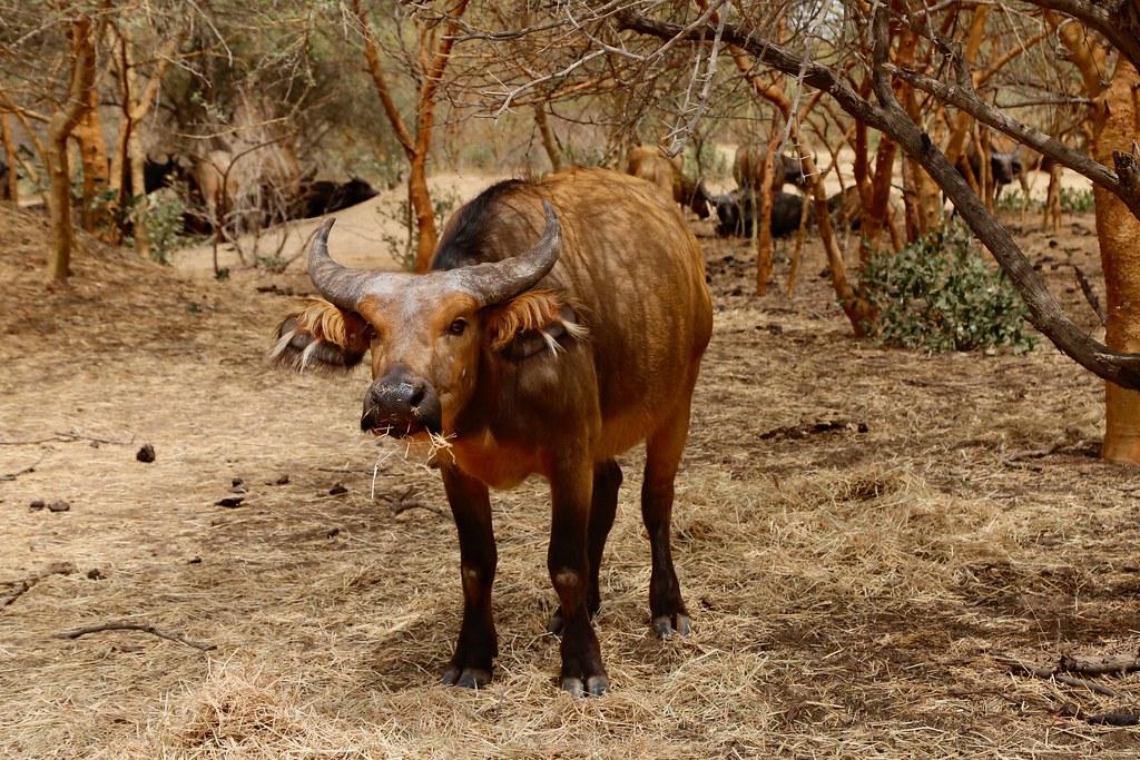 суданский африканский буйвол фото 