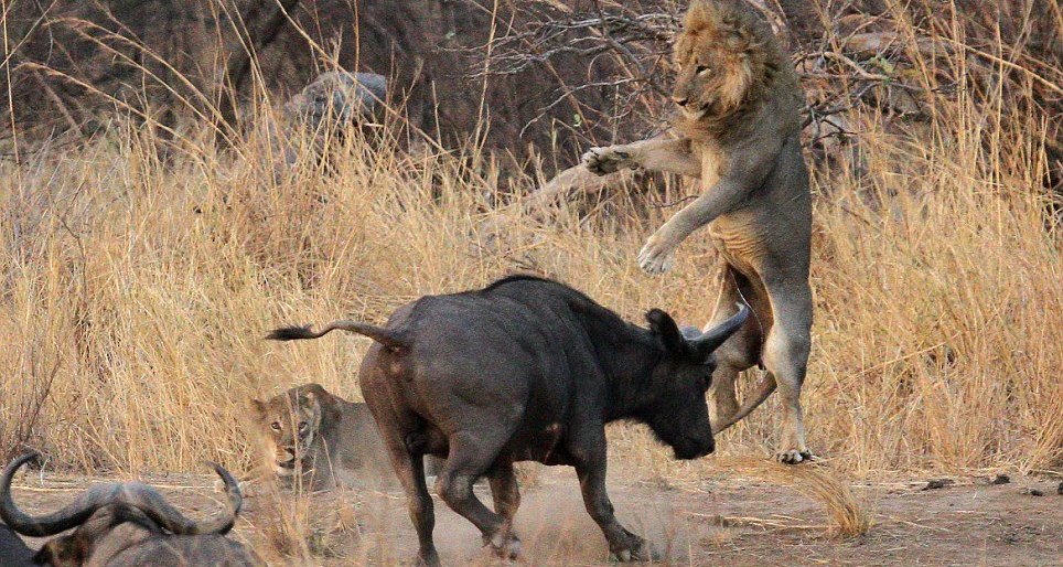 африканские буйволы против львов фото 