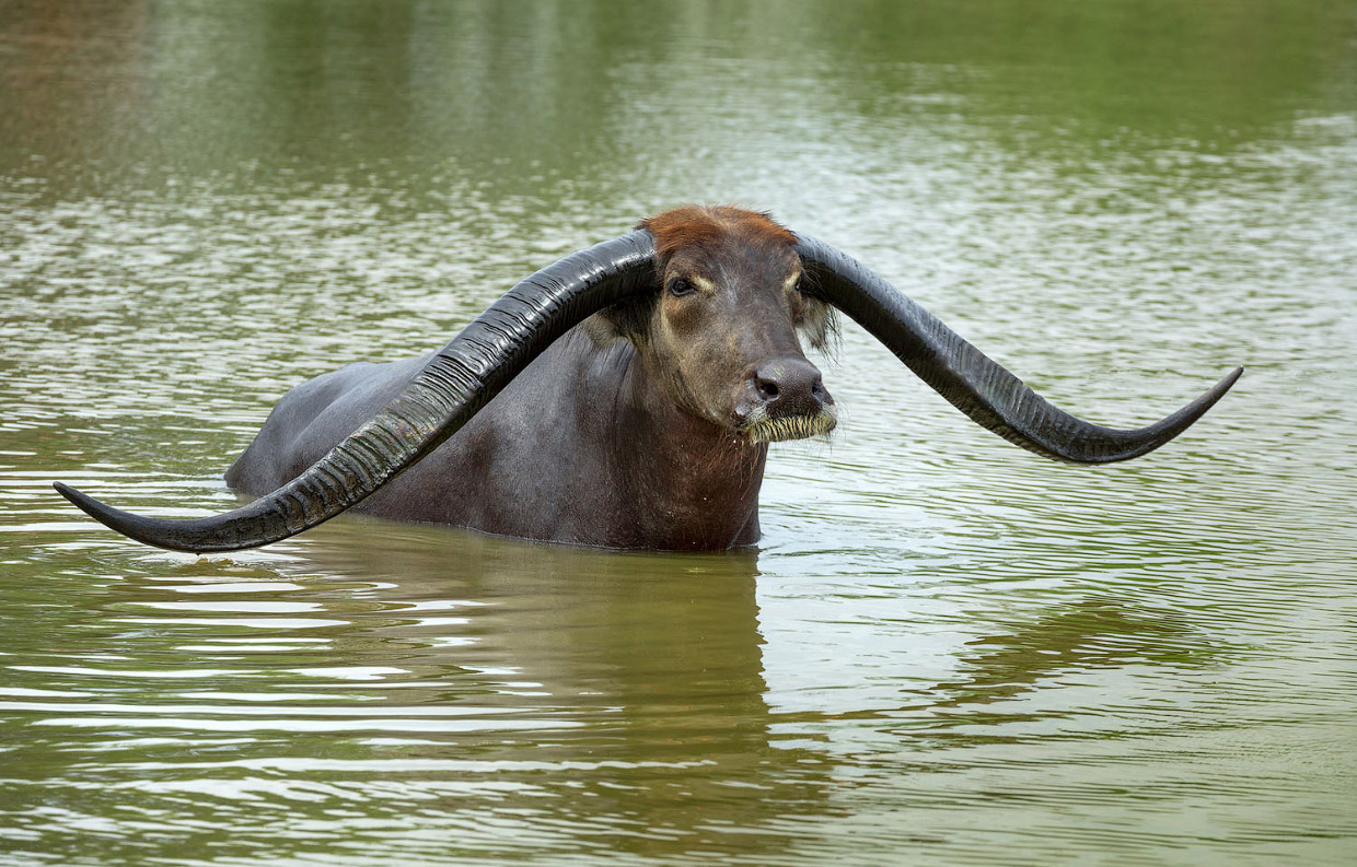 индийский водяной буйвол 