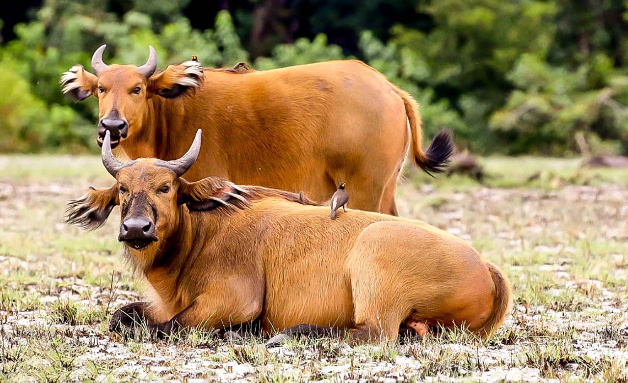 красный африканский буйвол фото 