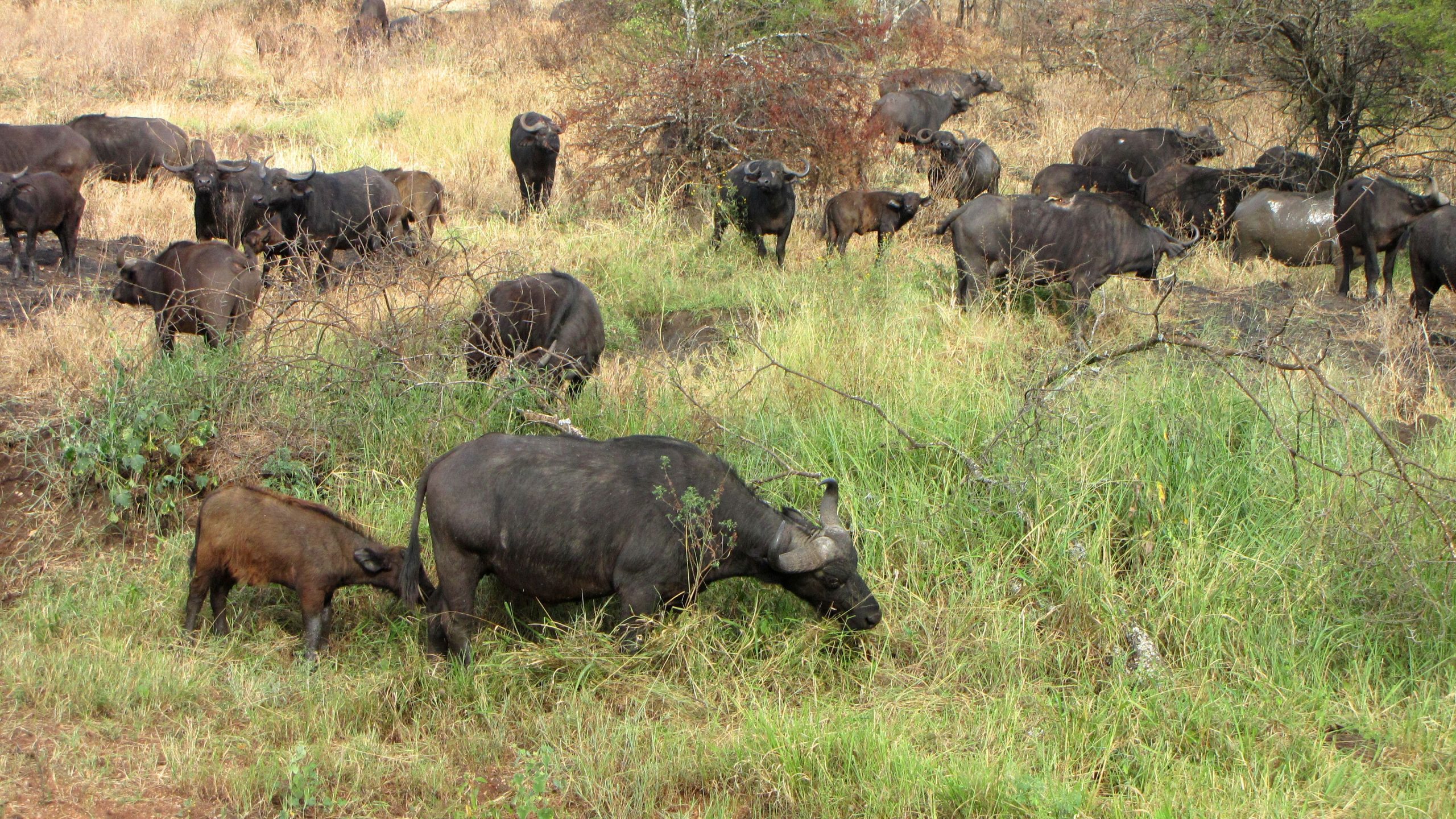 африканские буйволы ходят стаей фото 