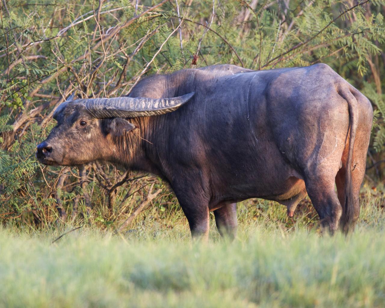 домашний индийский буйвол фото 
