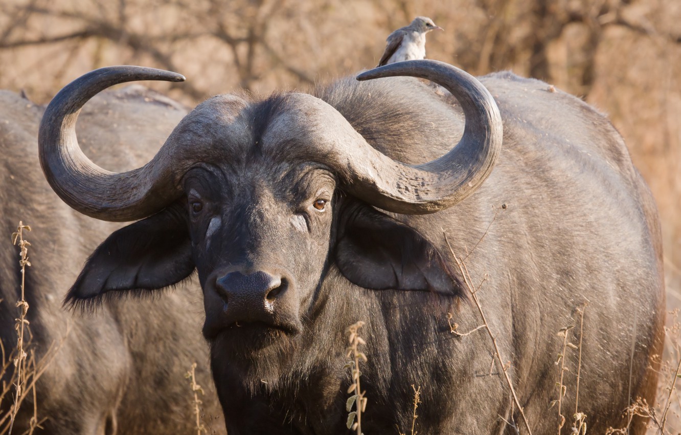 крупный африканский буйвол фото 