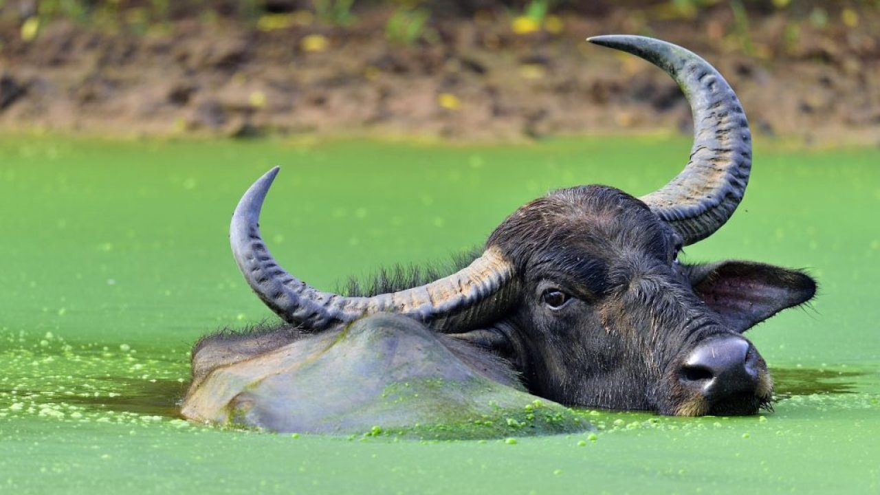 рога индийского буйвола фото 