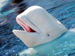 Белуха, полярный дельфин фото