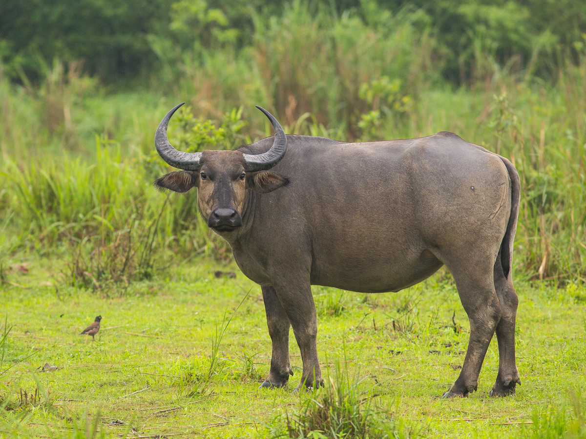 индийский буйвол фото 
