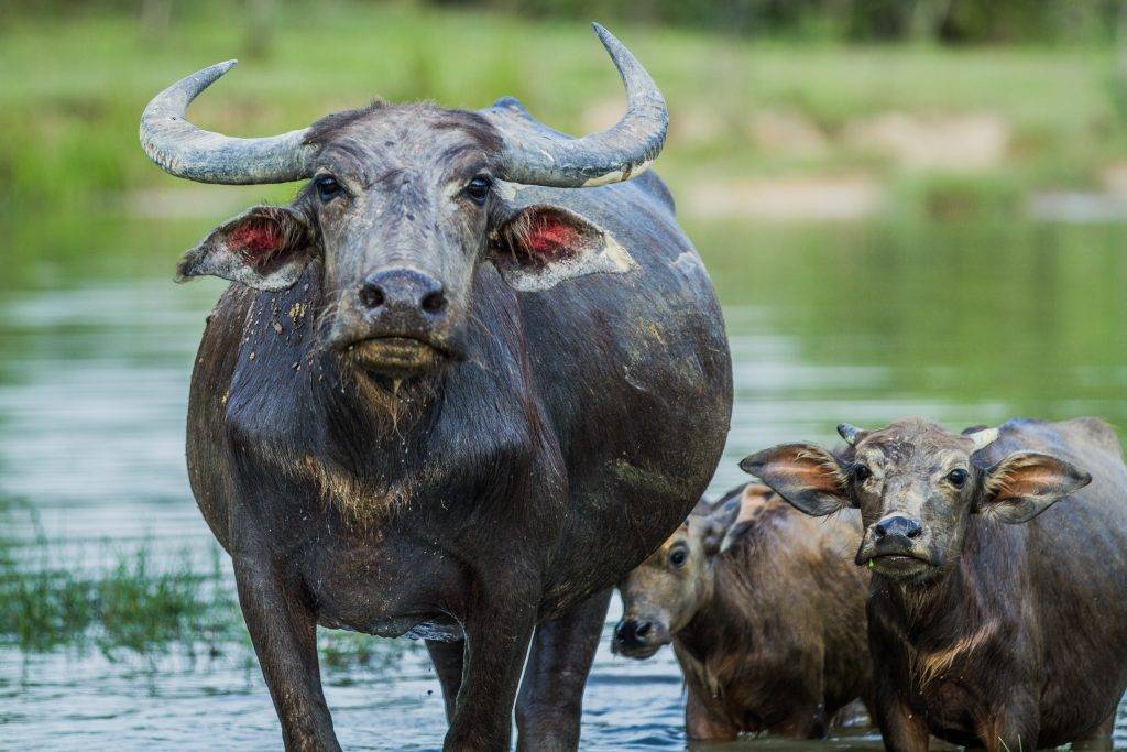 самка индийский буйвол фото 