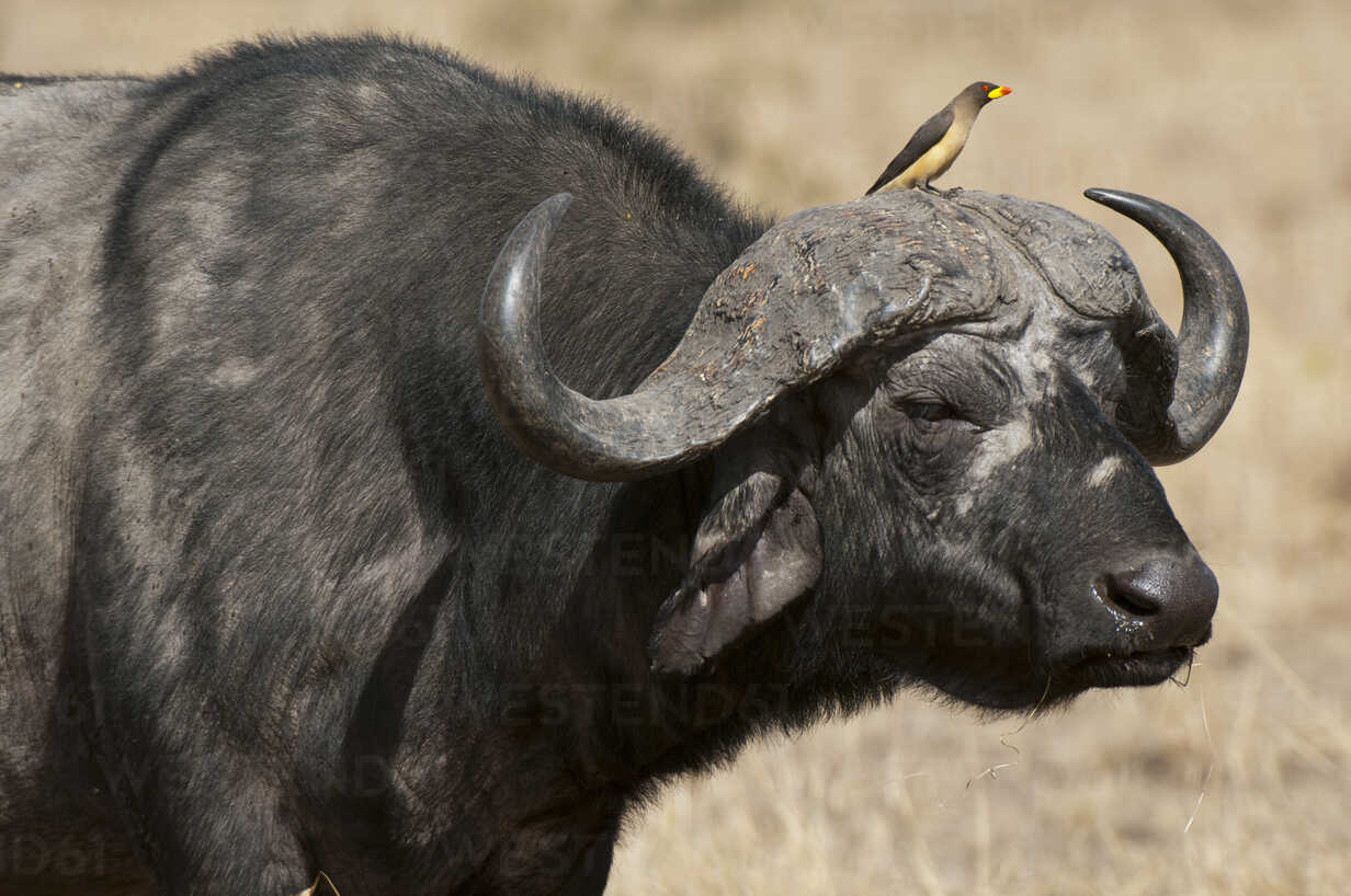 горный африканский буйвол фото 