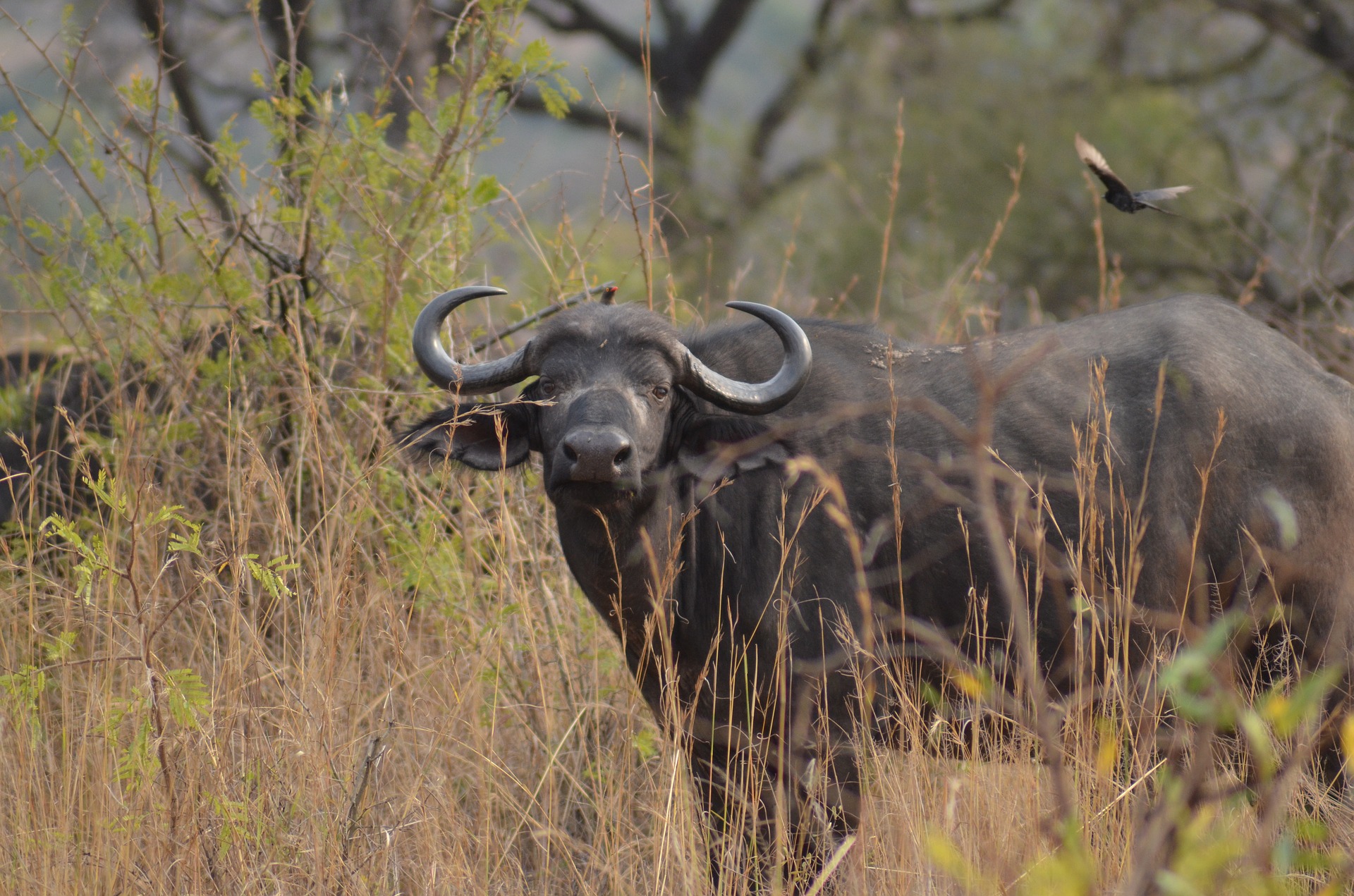 самка африканский буйвол фото