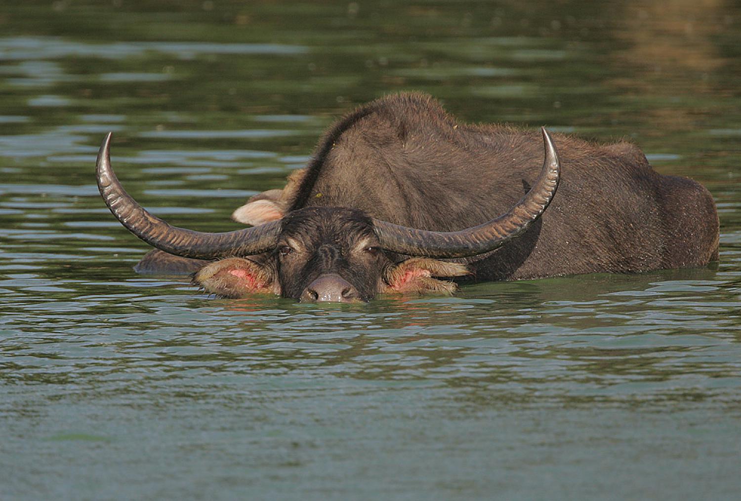 индийский буйвол с длинными рогами фото 