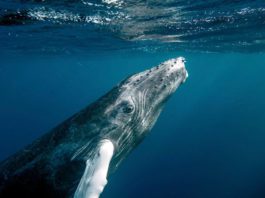 Горбатый кит, кит горбач, длиннорукий полосатик фото