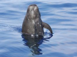 Гринда, круглоголовый кит фото