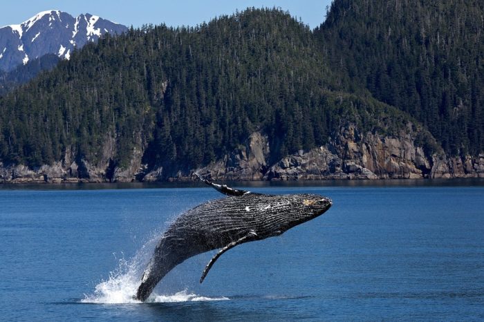 Интересные факты о горбатом ките