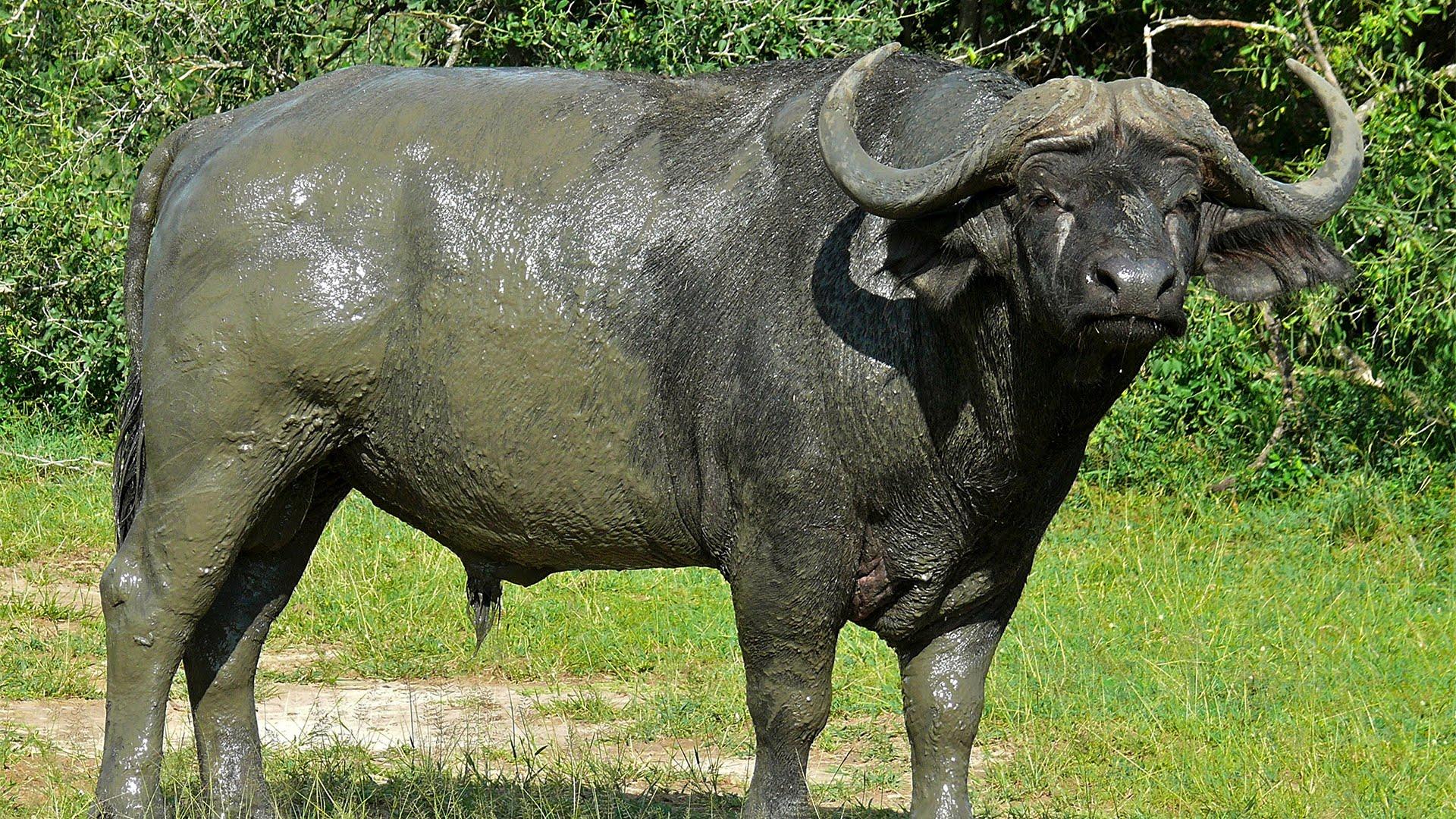 чёрный африканский буйвол в грязи фото 
