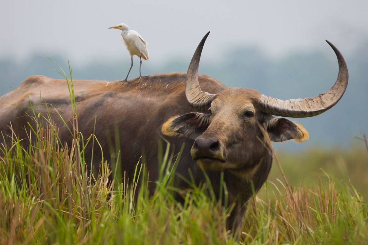 индийский буйвол фото 