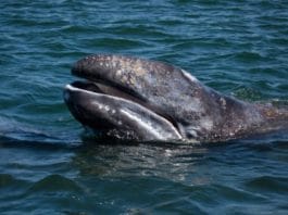 Серый калифорнийский кит фото