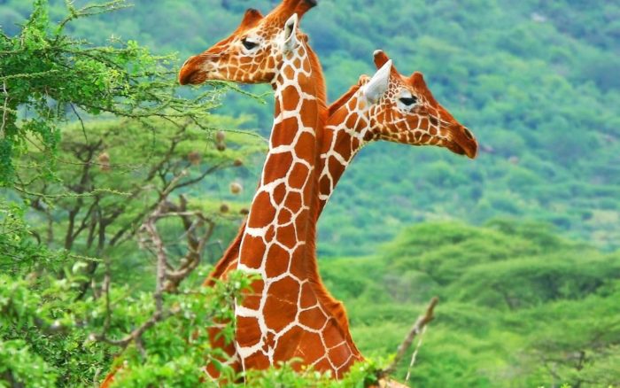 Южноафриканский жираф