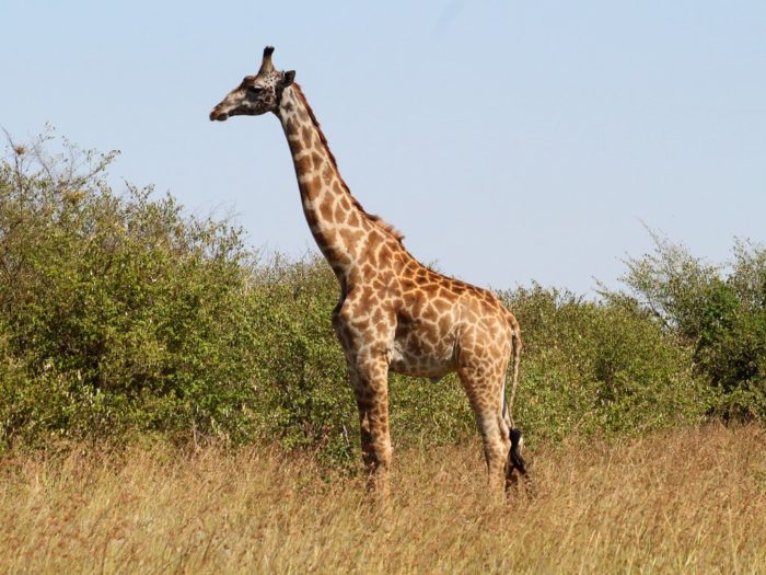 Масайский жираф 
