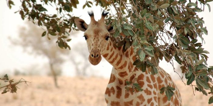 https://o-prirode.ru/wp-content/uploads/2018/04/zapadnoafricanskiy-giraf-e1522760108970.jpg