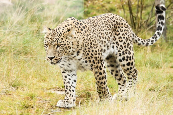 Естественные враги переднеазиатского леопарда