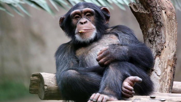 Описание шимпанзе