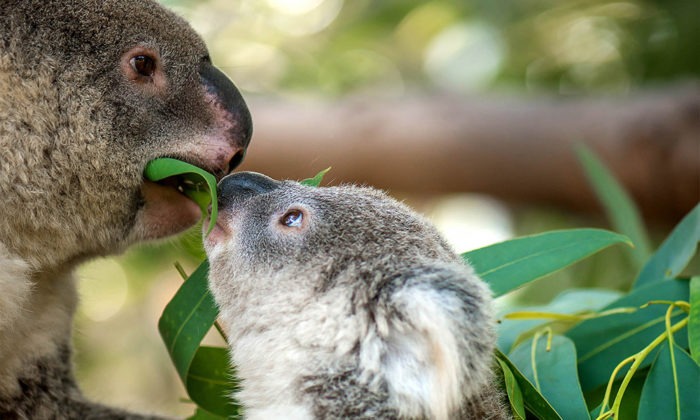 Особенности питания коалы