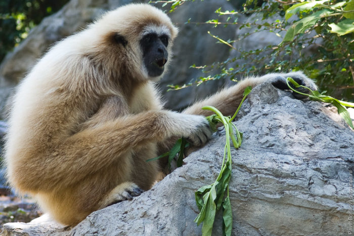 Белорукий гиббон: описание примата, фото, интересные факты