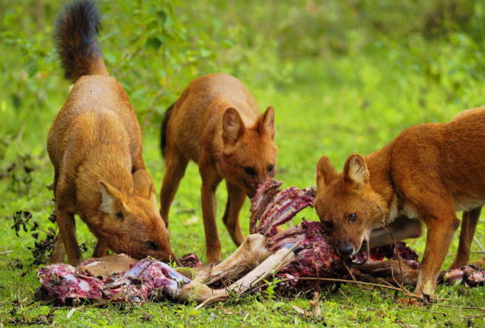Особенности питания красного волка