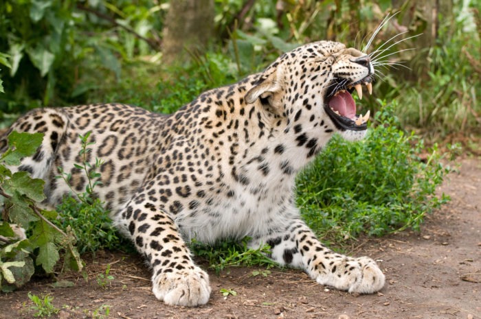 Особенности питания переднеазиатского леопарда