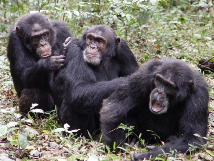 Поведение шимпанзе