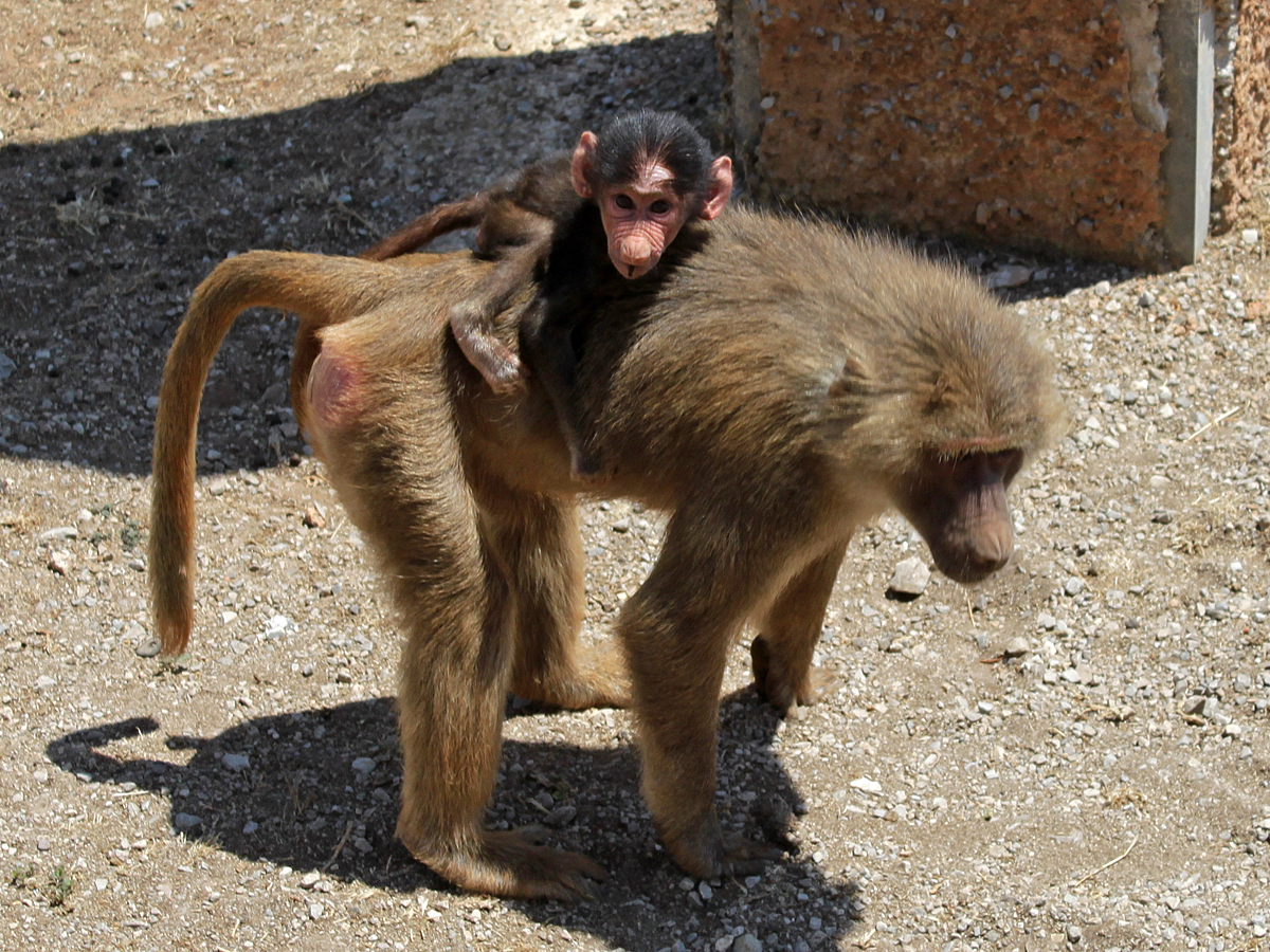 бабуин фото животного