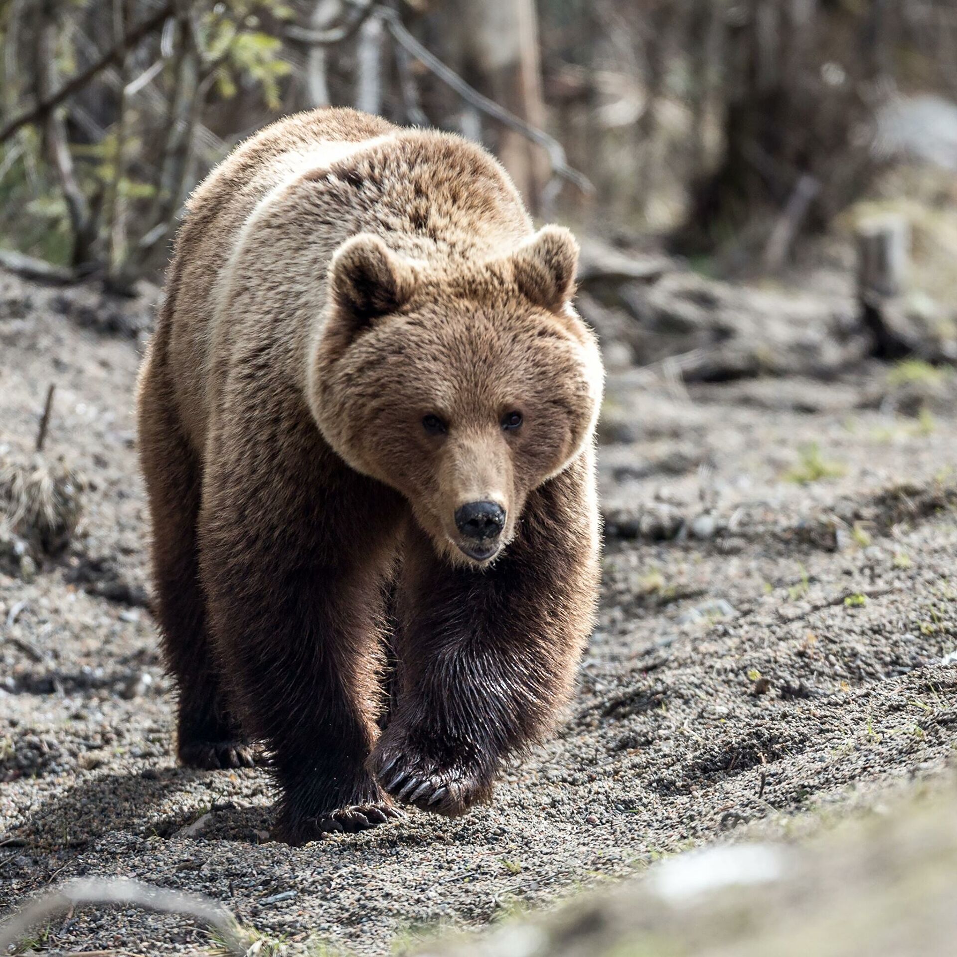 Бурый медведь Забайкальского края