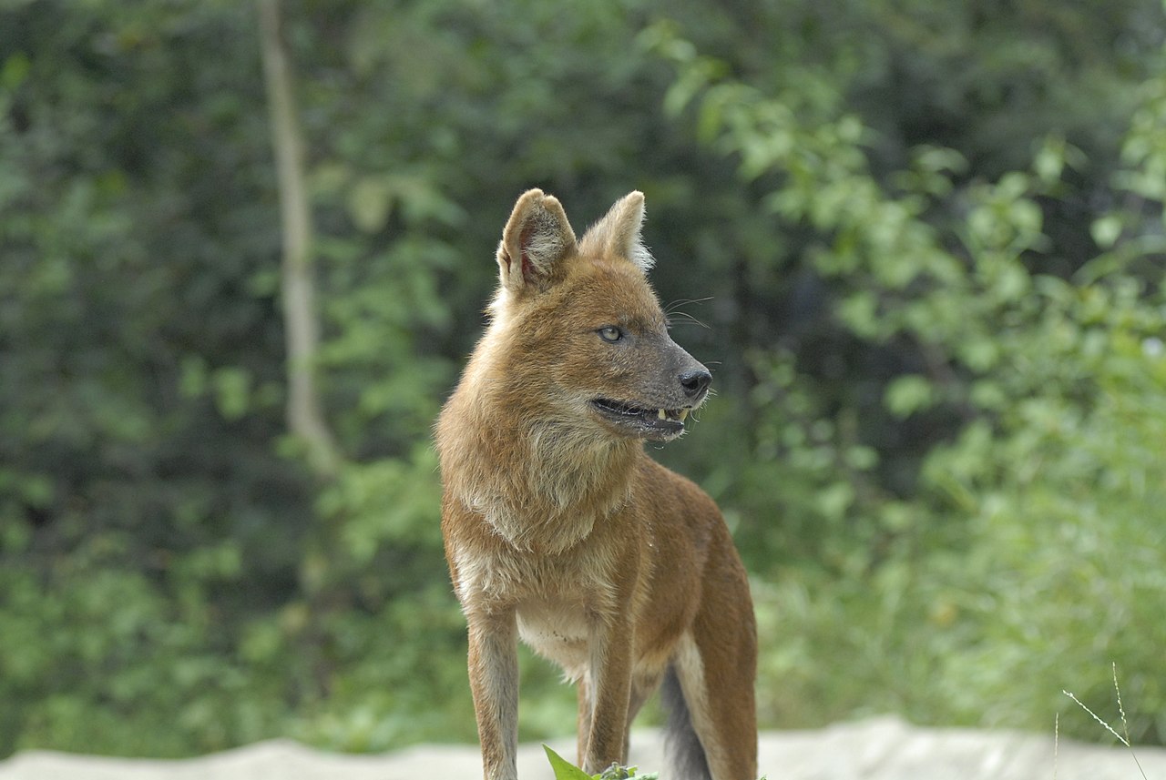 45. Красный волк cuon Alpinus