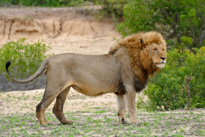 Капский лев (Panthera leo melanochaita)