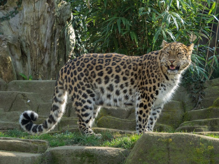 Севернокитайский леопард (Panthera pardus japonensis)
