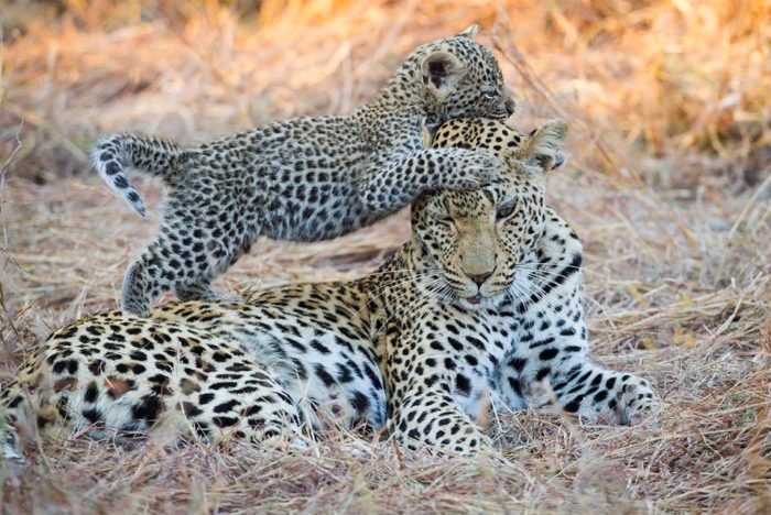 Размножение леопарда