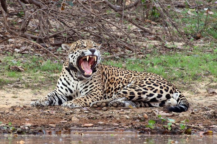 Panthera onca onca (амазонские ягуары)