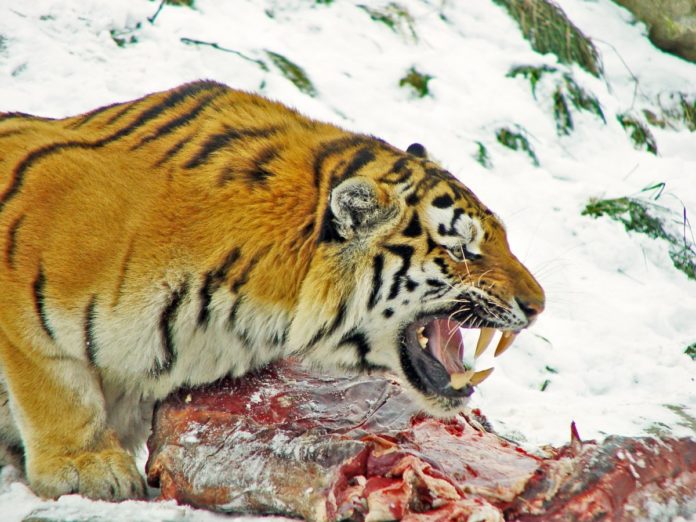 Тигр с добычей