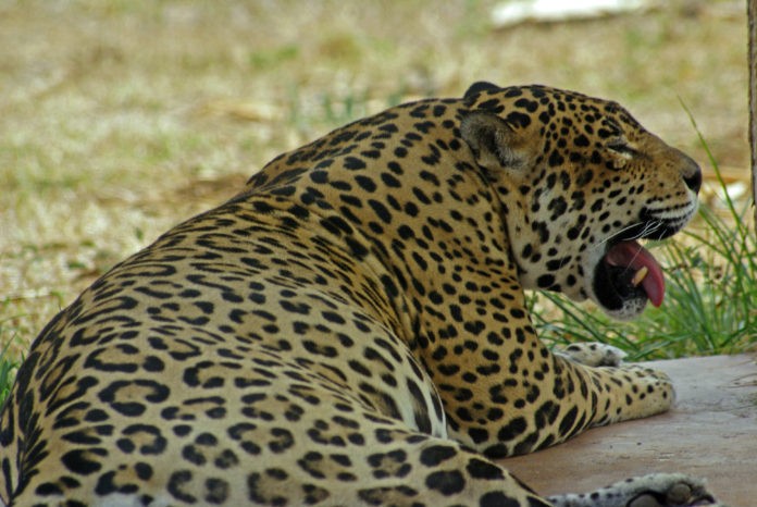 Panthera onca peruvianus (перуанские ягуары)