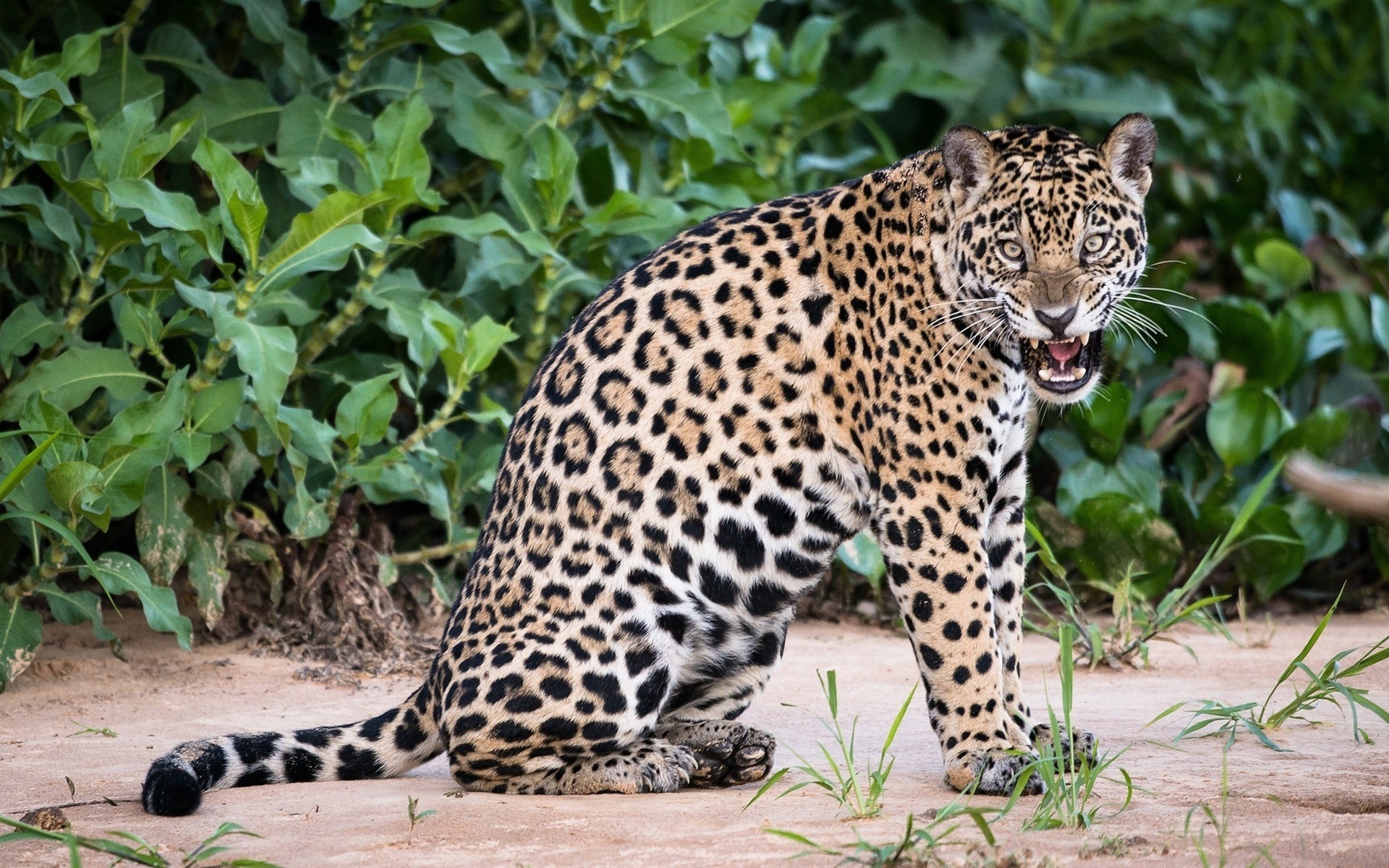 ягуар в дикой природе