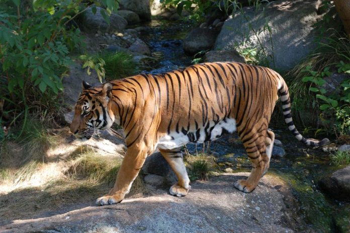 Индокитайский тигр (Panthera tigris corbetti)