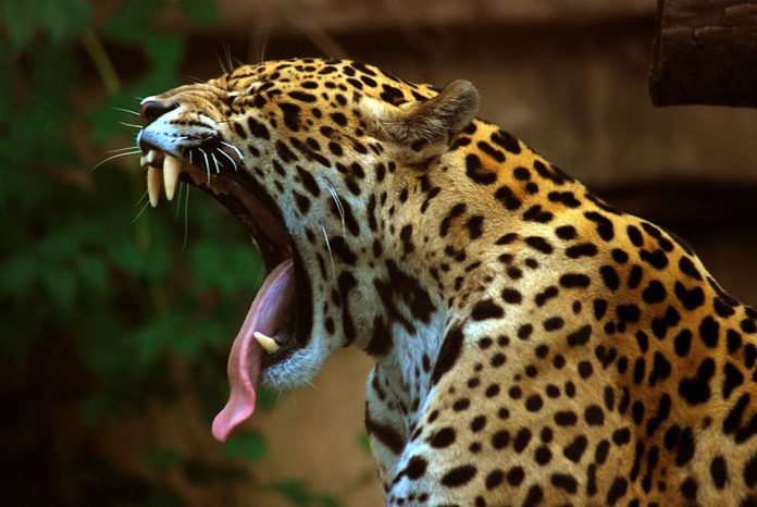 Ягуар (Panthera onca) фото